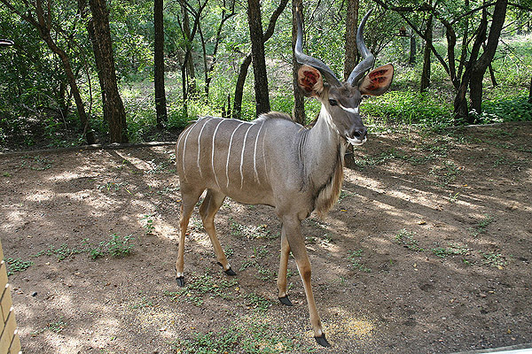 Male Kudu at Halcyon by Mick Dryden