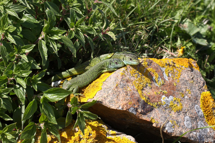 Green Lizards by Richard Perchard