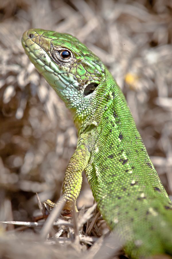 Green Lizard by Dan Lay