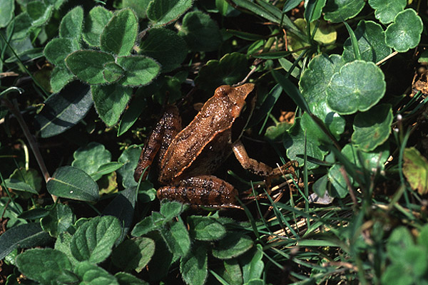 Agile Frog by Richard Perchard