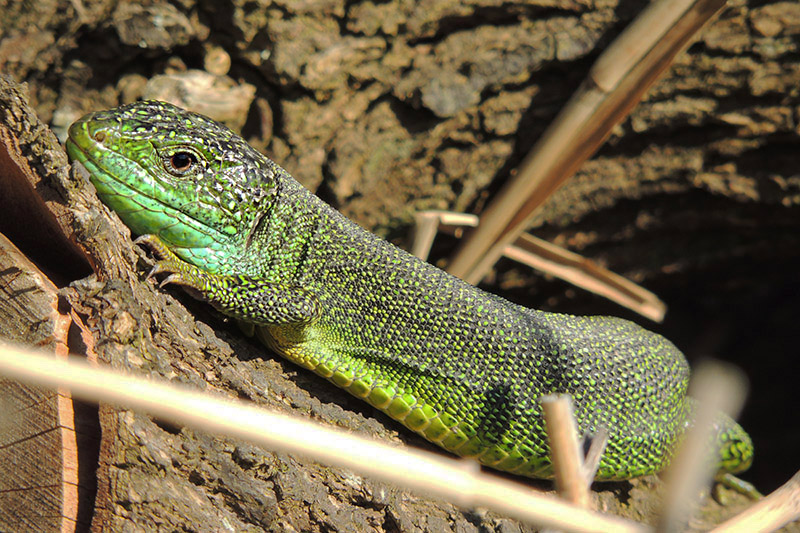Green Lizard by Sarah Scriven