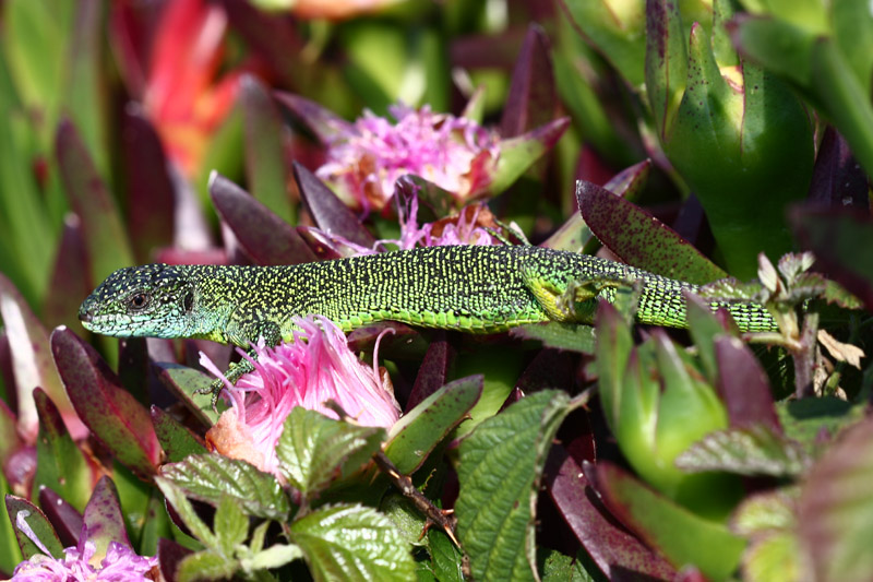 Green Lizard by Mick Dryden
