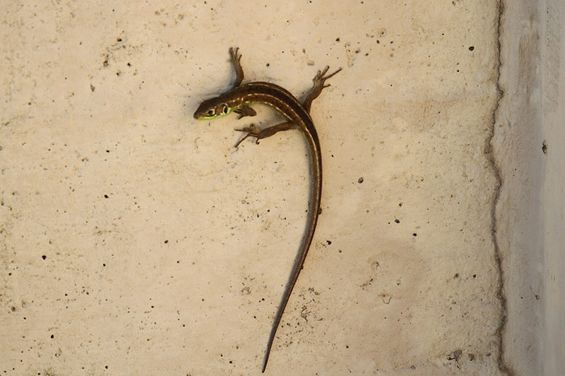 Green Lizard by Mick Dryden