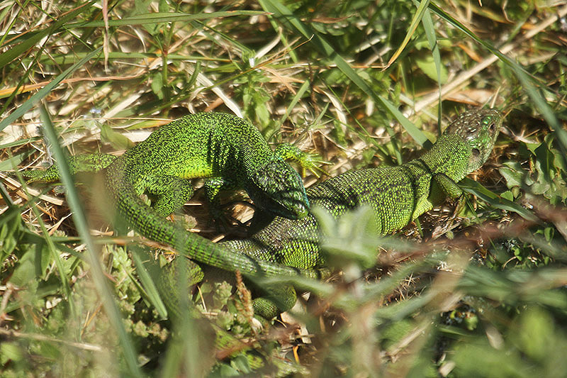 Green Lizard by Mick Dryden
