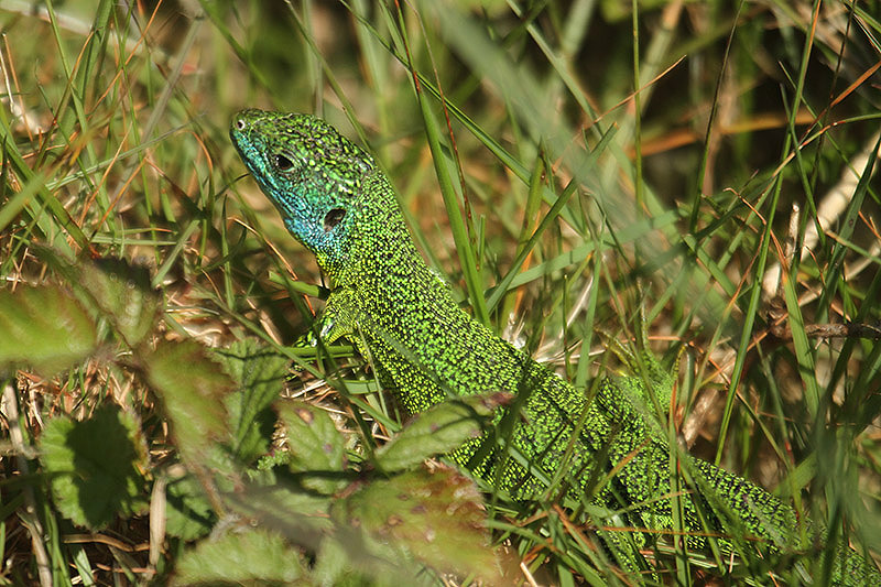 Green Lizard by Mick Dryden