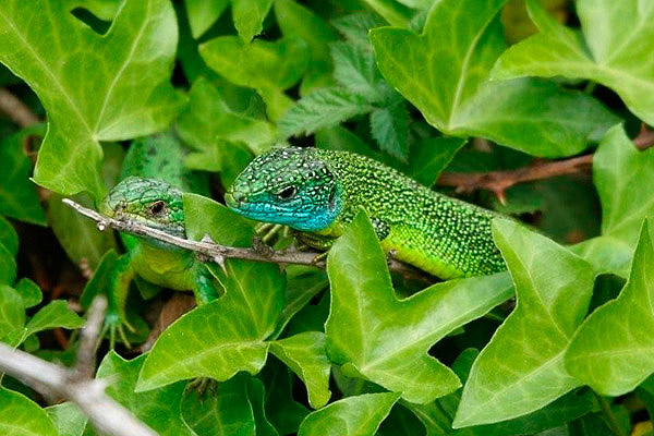 Green Lizards by Richard Perchard