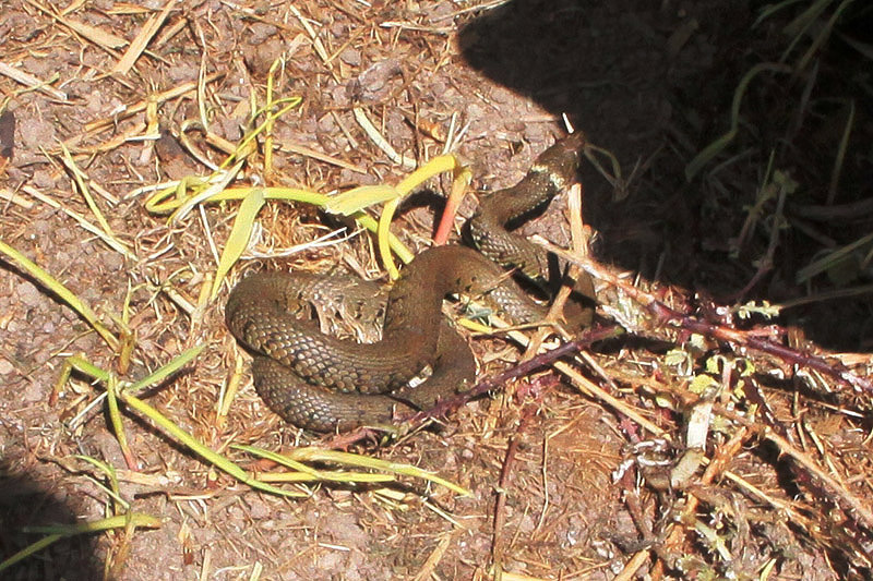Grass Snake by Gerald Bradley