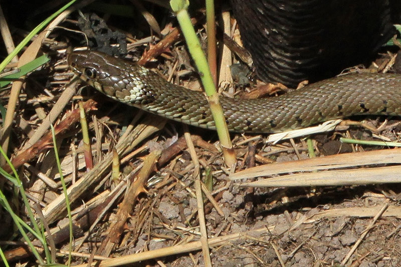 Grass Snake by Gerald Bradley
