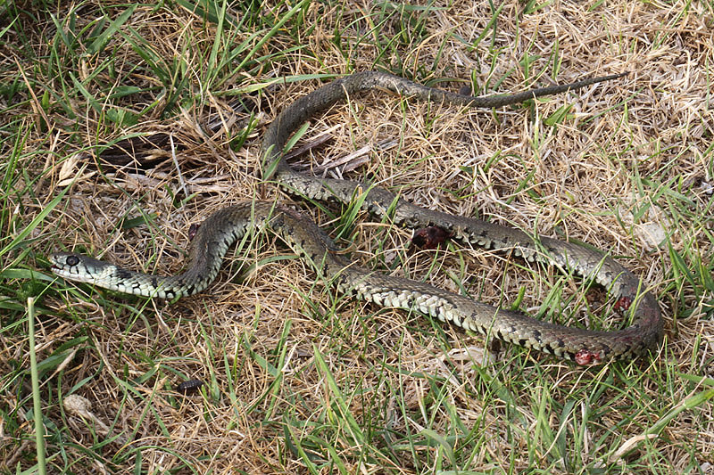 Grass Snake by Mick Dryden