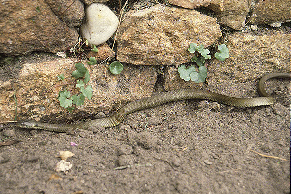 Grass Snake by Mick Dryden
