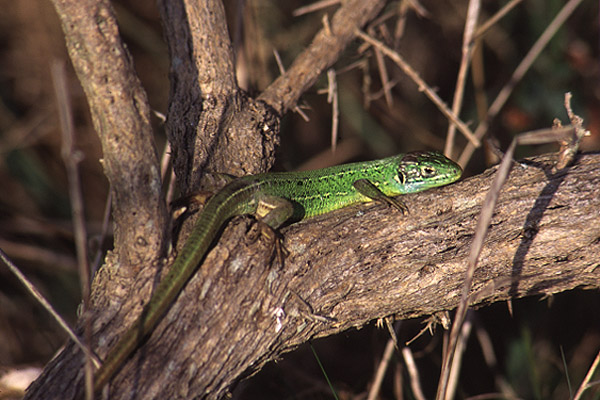 Green Lizard by Richard Perchard
