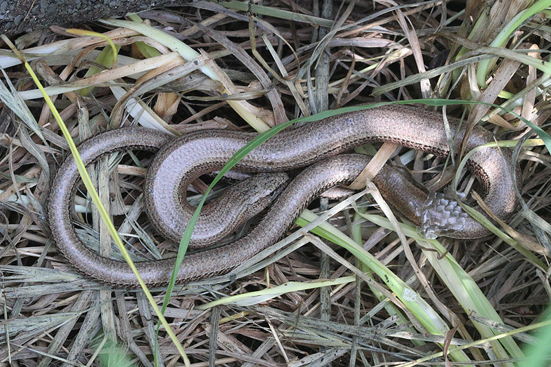 Slow Worm by Miranda Collett