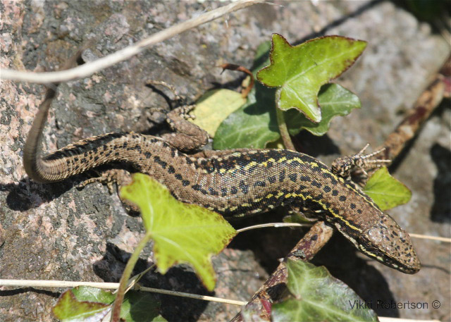 Wall Lizard by Vikki Robertson