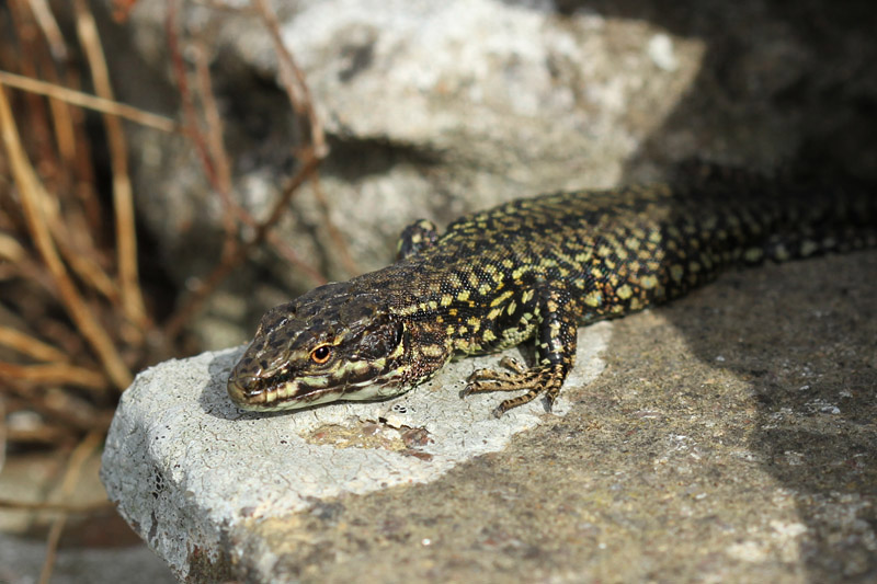 Wall Lizard by Mick Dryden