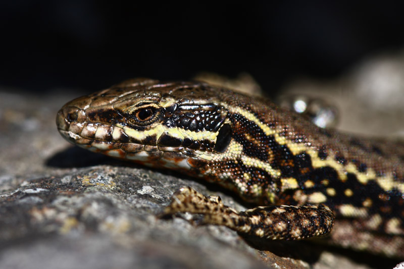 Wall Lizard by Mick Dryden