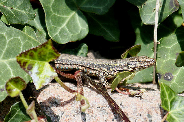 Wall Lizard by Mick Dryden