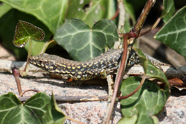 Wall Lizard by Mick Dryden