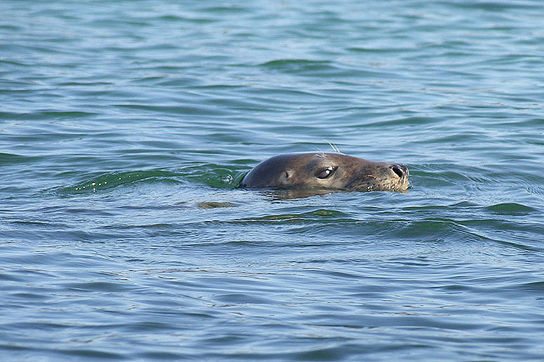 Atlantic Grey Seal by John de Carteret