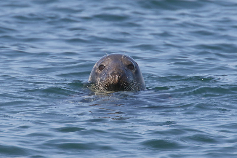 Atlantic Grey Seal by Mick Dryden