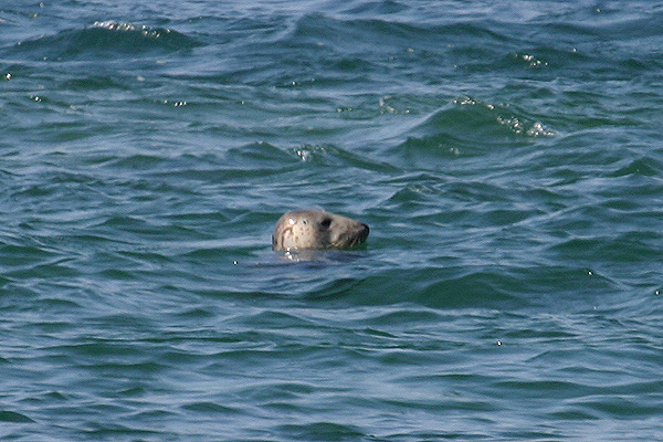 Atlantic Grey Seal by Mick Dryden