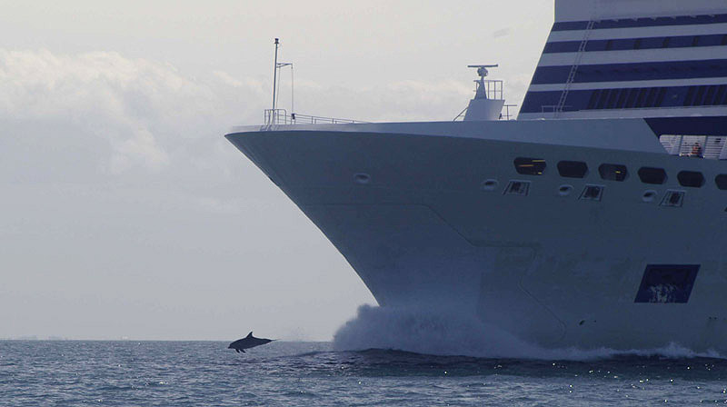 Bottle-nosed Dolphin by Nick Jouault