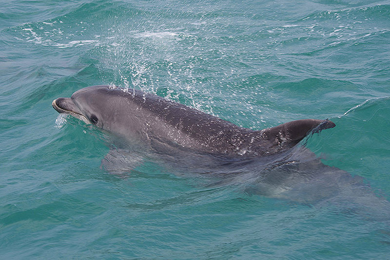 Bottle-nosed Dolphin by Nick Jouault