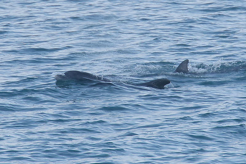 Bottle nosed Dolphins by Mick Dryden