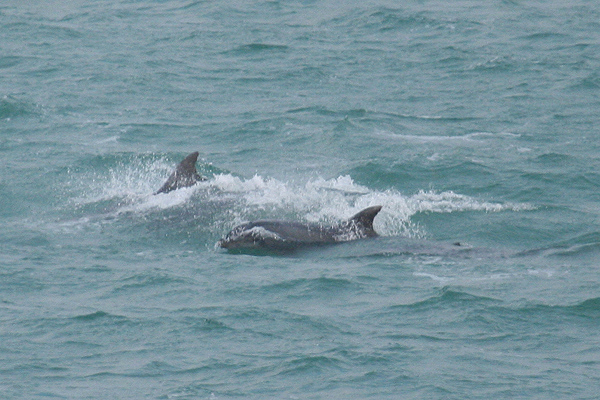 Bottle-nosed Dolphins by Mick Dryden