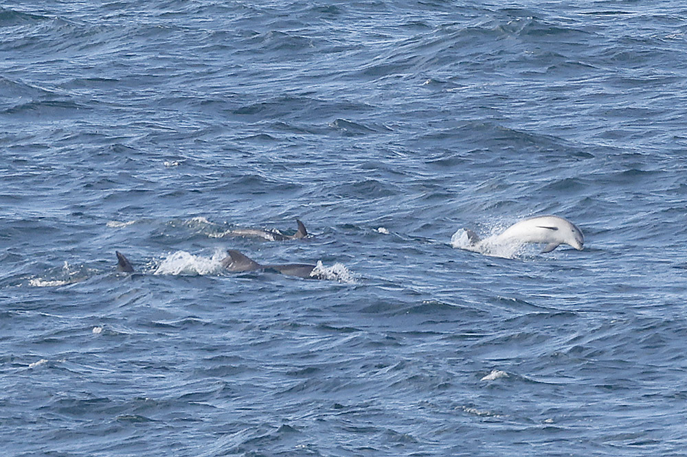 Bottle-nosed Dolphins by Mick Dryden