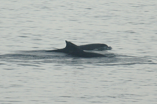 Bottle-nosed Dolphins by Mick Dryden