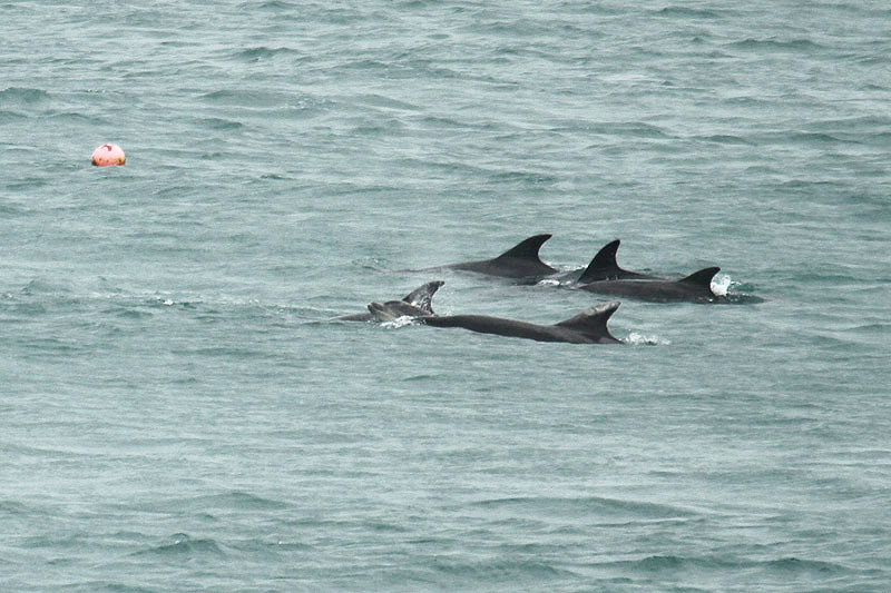 Bottle-nosed Dolphins by Mick Dryden