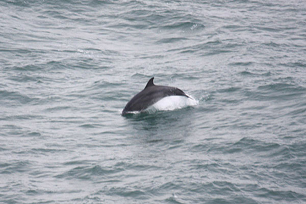 Bottle-nosed Dolphin by Mick Dryden