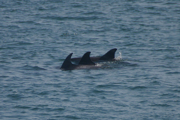 Bottle-nosed Dolphins by Mick Dryden