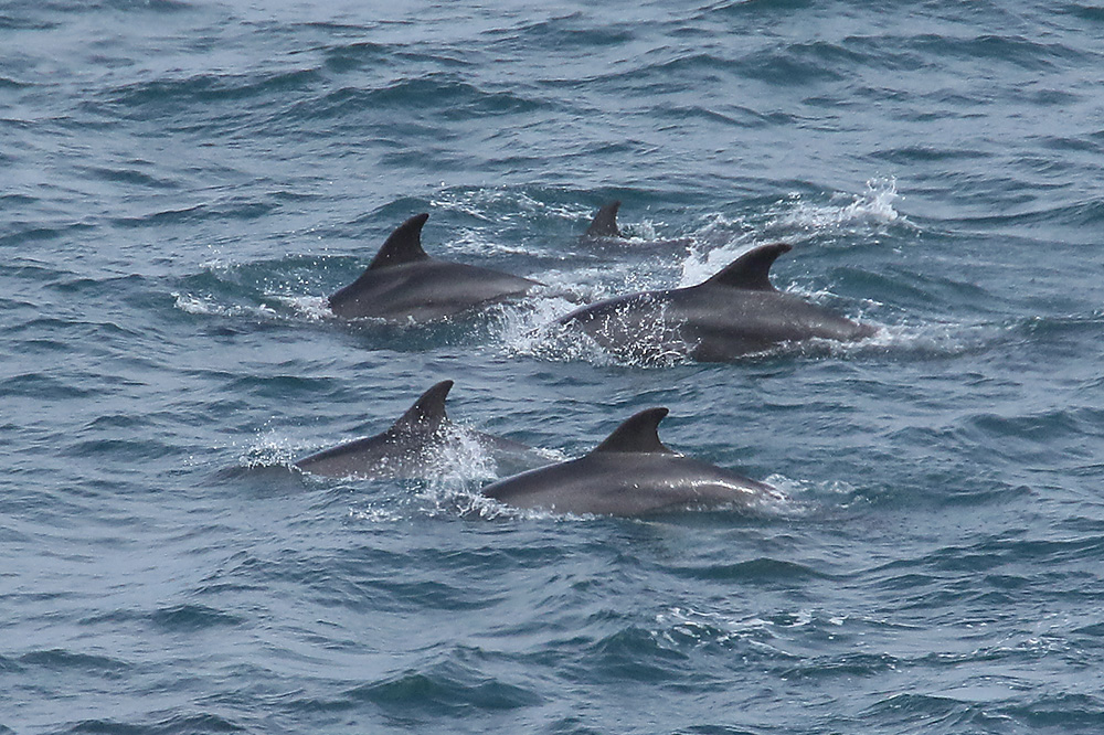 Bottle-nosed Dolphins by Mick Dryden