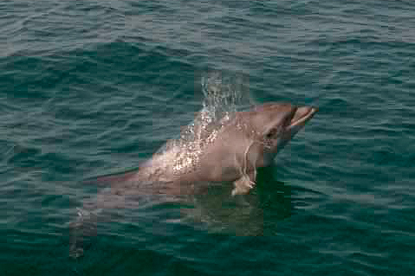 Bottle nosed Dolphin by Nick Jouault