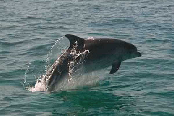 Bottle nosed Dolphin by Nick Jouault