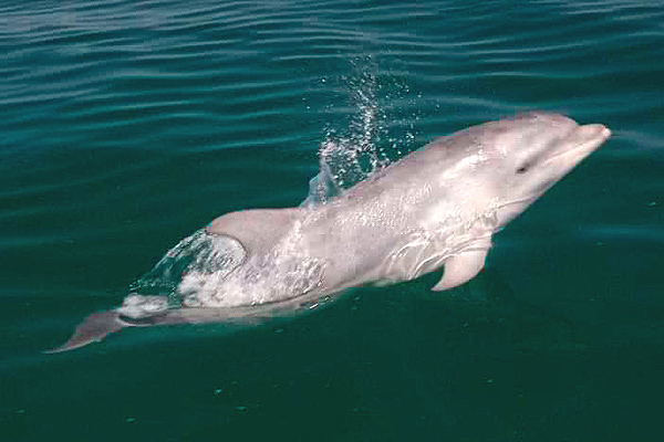 Bottle nosed Dolphin by Nick Jouault