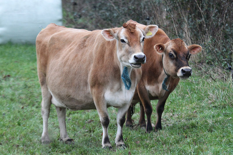 Jersey cows by Mick Dryden