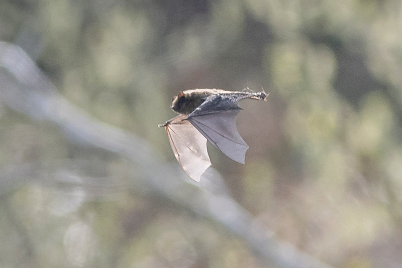 Pipistrelle by Trevor Biddle