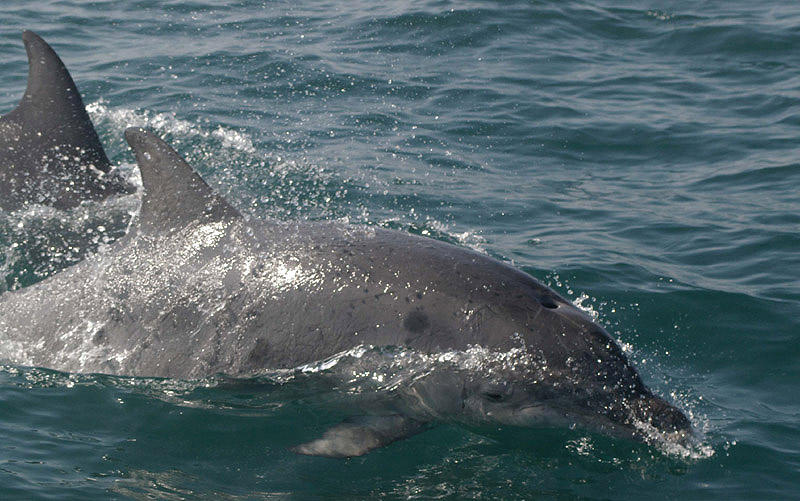 Bottle-nosed Dolphin by Nick Jouault