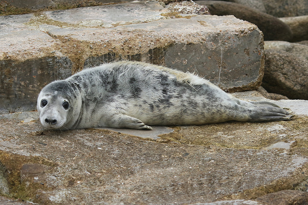 Grey Seal by Mick Dryden