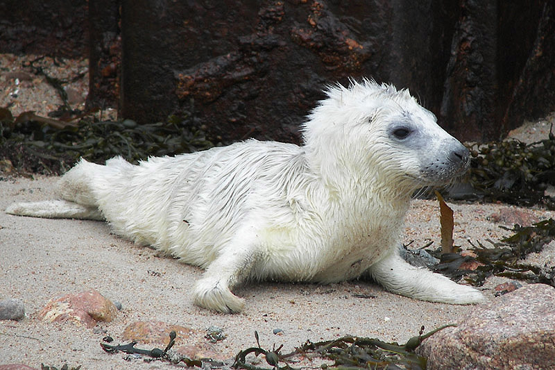 Atlantic Grey Seal by Alan Gicquel