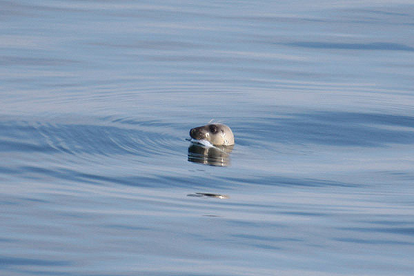 Atlantic Grey Seal by Mick Dryden