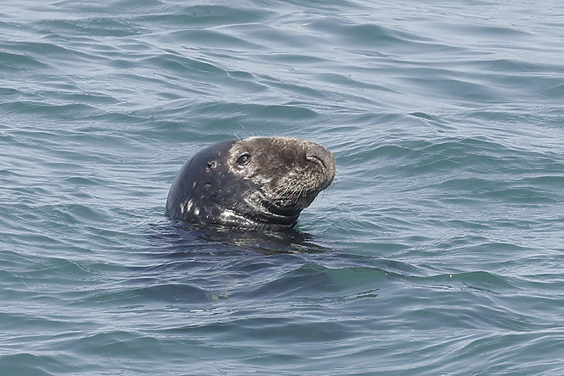 Grey Seal by Mick Dryden