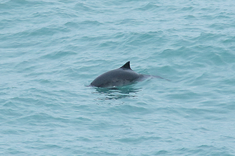 Harbour Porpoise by Mick Dryden