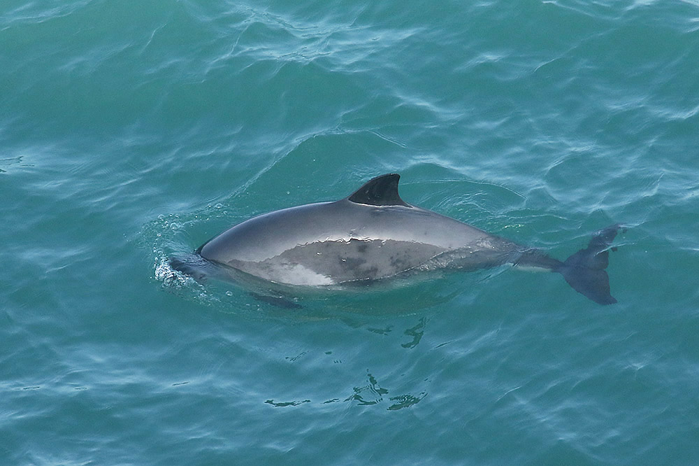 Harbour Porpoise by Mick Dryden