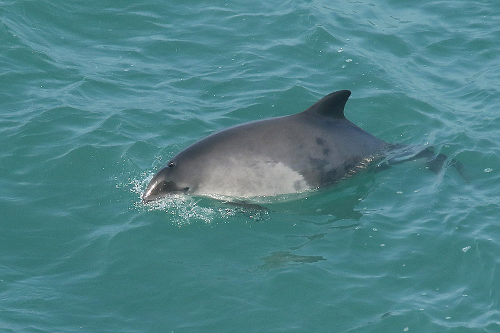 Harbour Porpoise by Mick Dryden