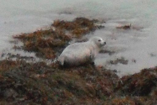 Common Seal by Malcolm Sims