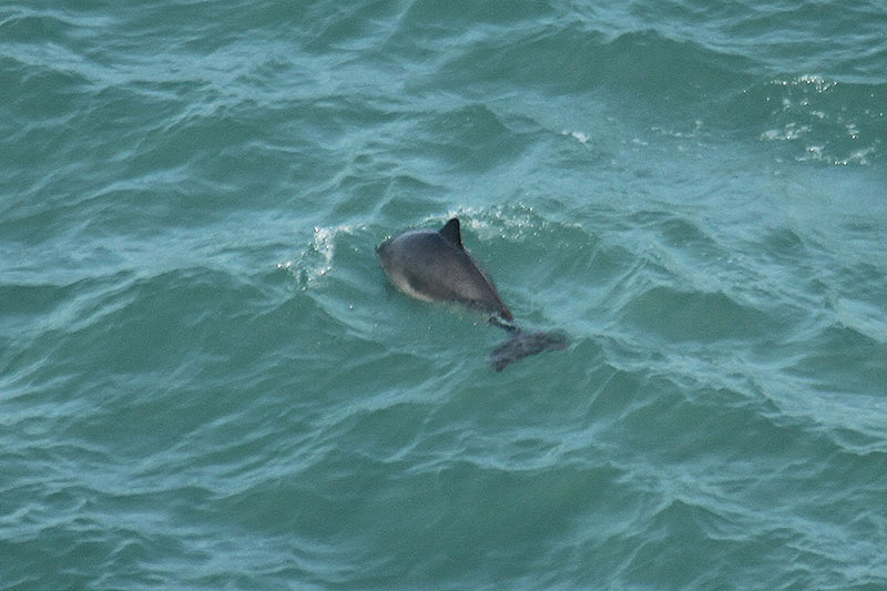 Harbour Porpoise by Mick Dryden