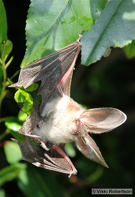 Long-eared Bat by Vikki Robertson